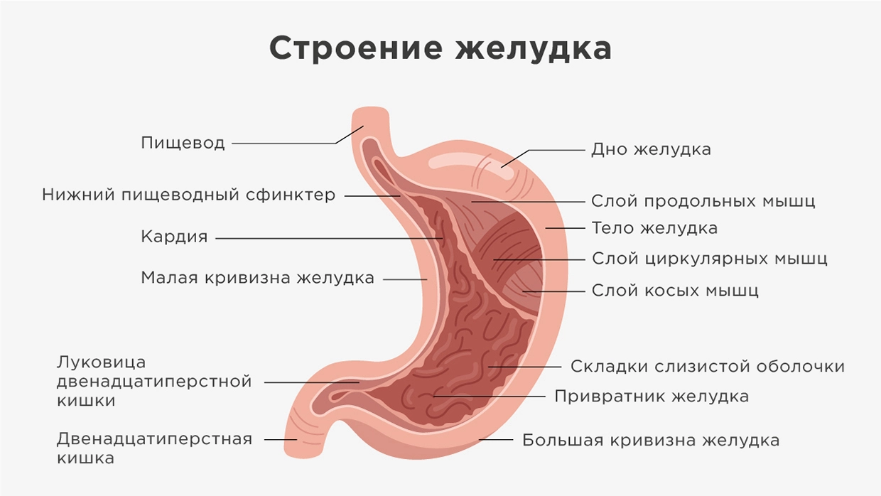 Строение желудка человека схема